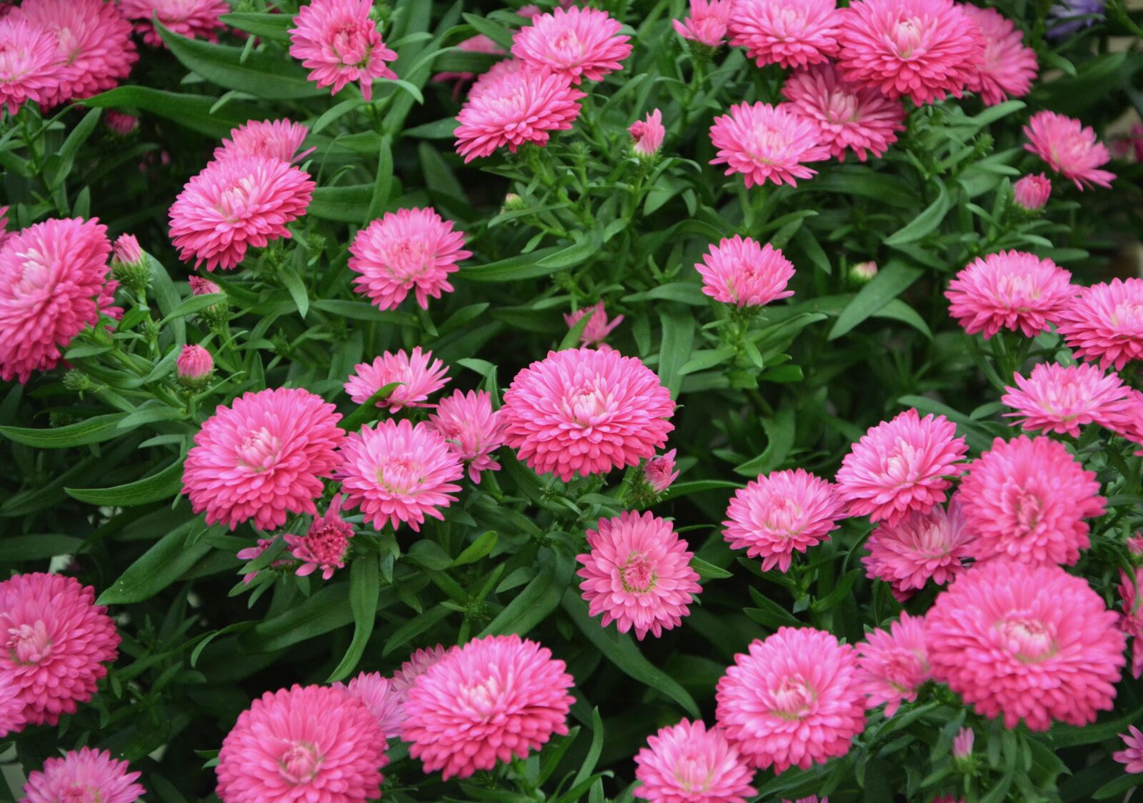 Nikon D5200 sample photo. Flowers, bright pink color photography
