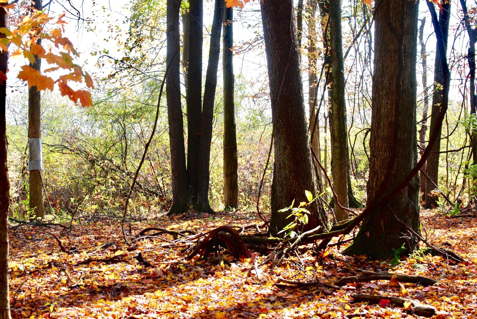 Nikon D3000 sample photo. Light, woods, trees photography