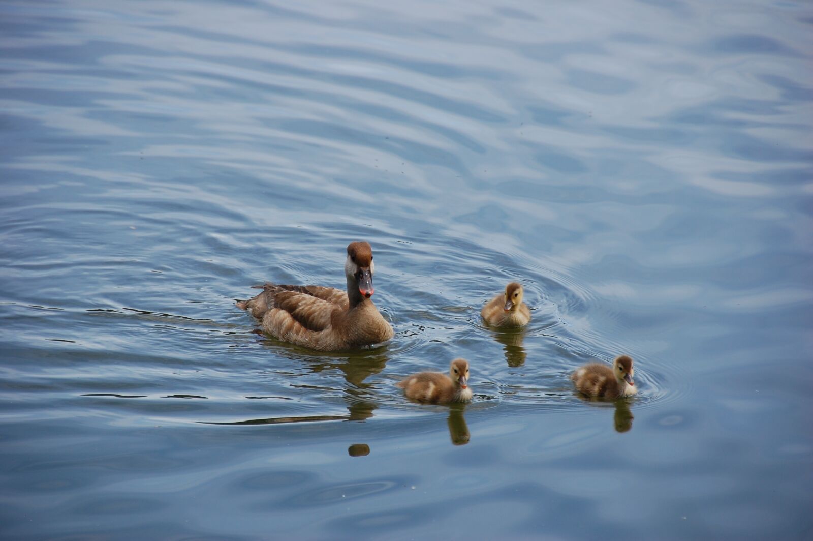 Nikon D40 sample photo. Duck, ducklings, chicks photography