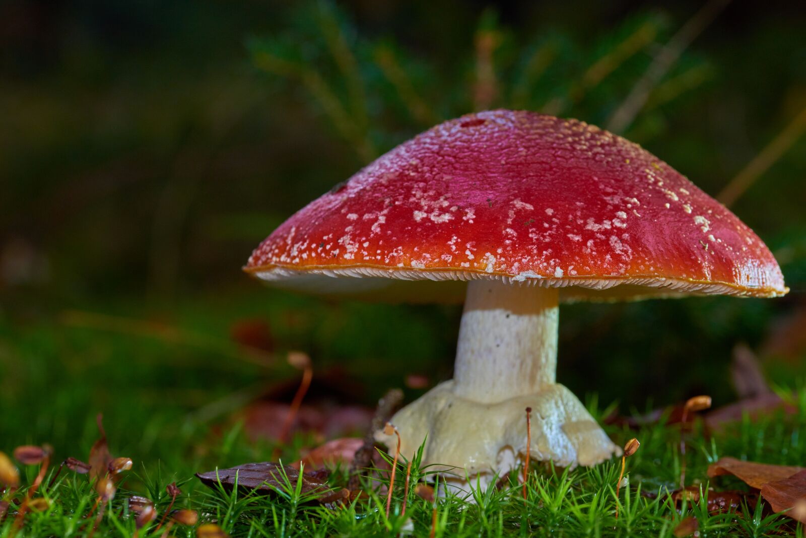 Sigma 105mm F2.8 EX DG OS HSM sample photo. Fly agaric, nature, autumn photography