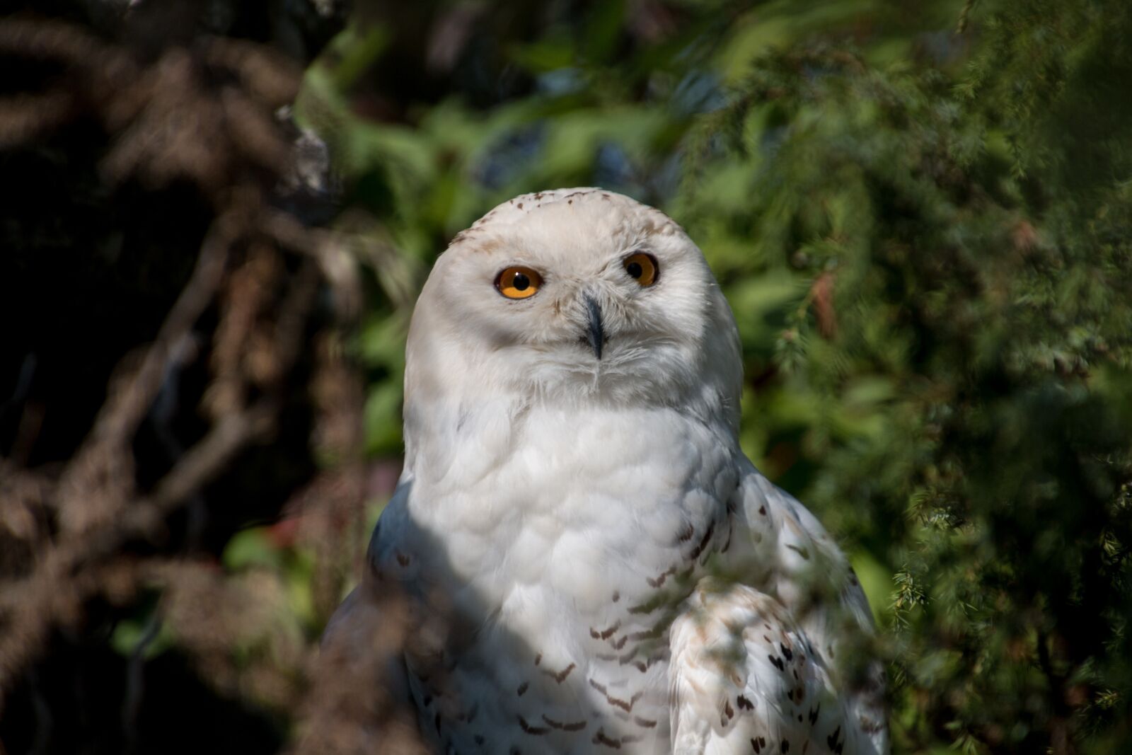 Canon EOS 70D sample photo. Snowy owl, owl, bird photography