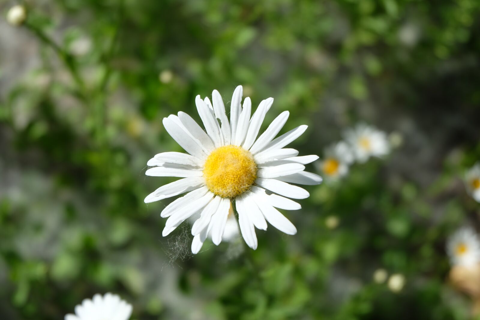 Fujifilm X-A2 + Fujifilm XC 16-50mm F3.5-5.6 OIS II sample photo. Daisy, pooh, garden photography