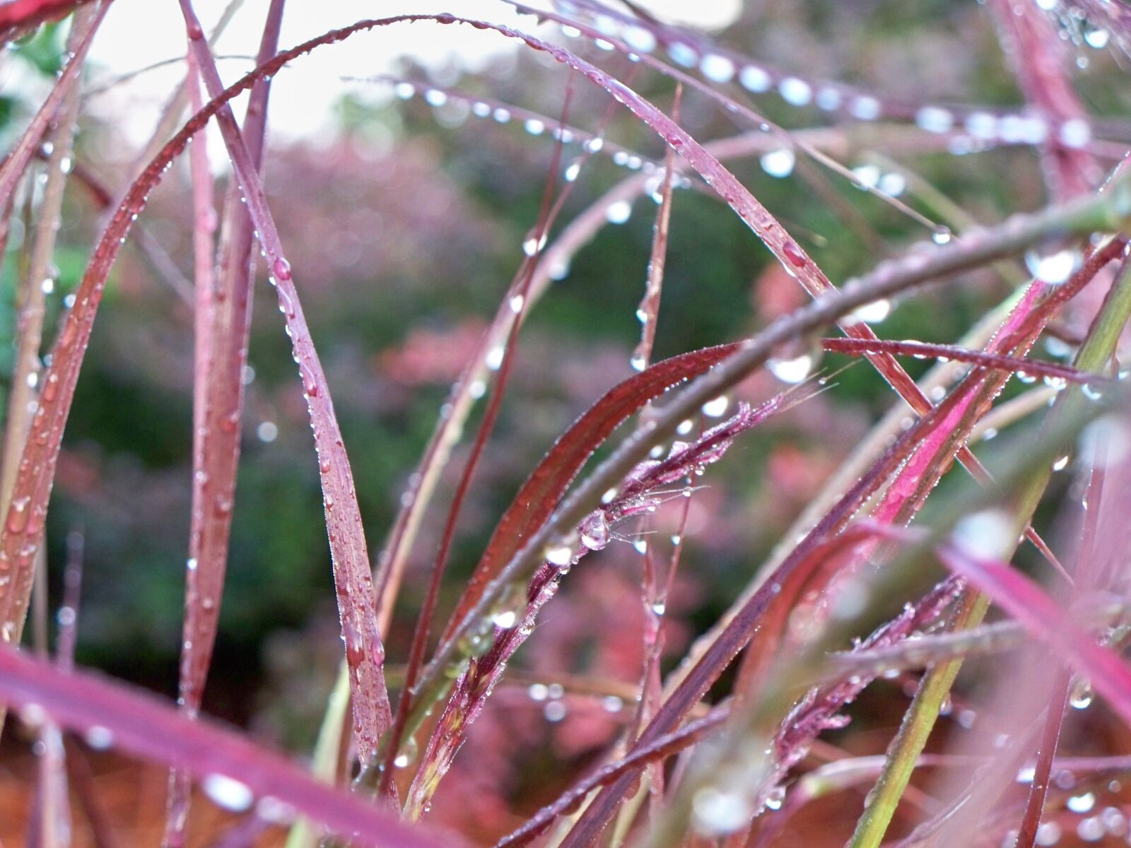 Kodak EASYSHARE Z1485 IS DIGITAL CAMERA sample photo. Plant, flora, dew photography