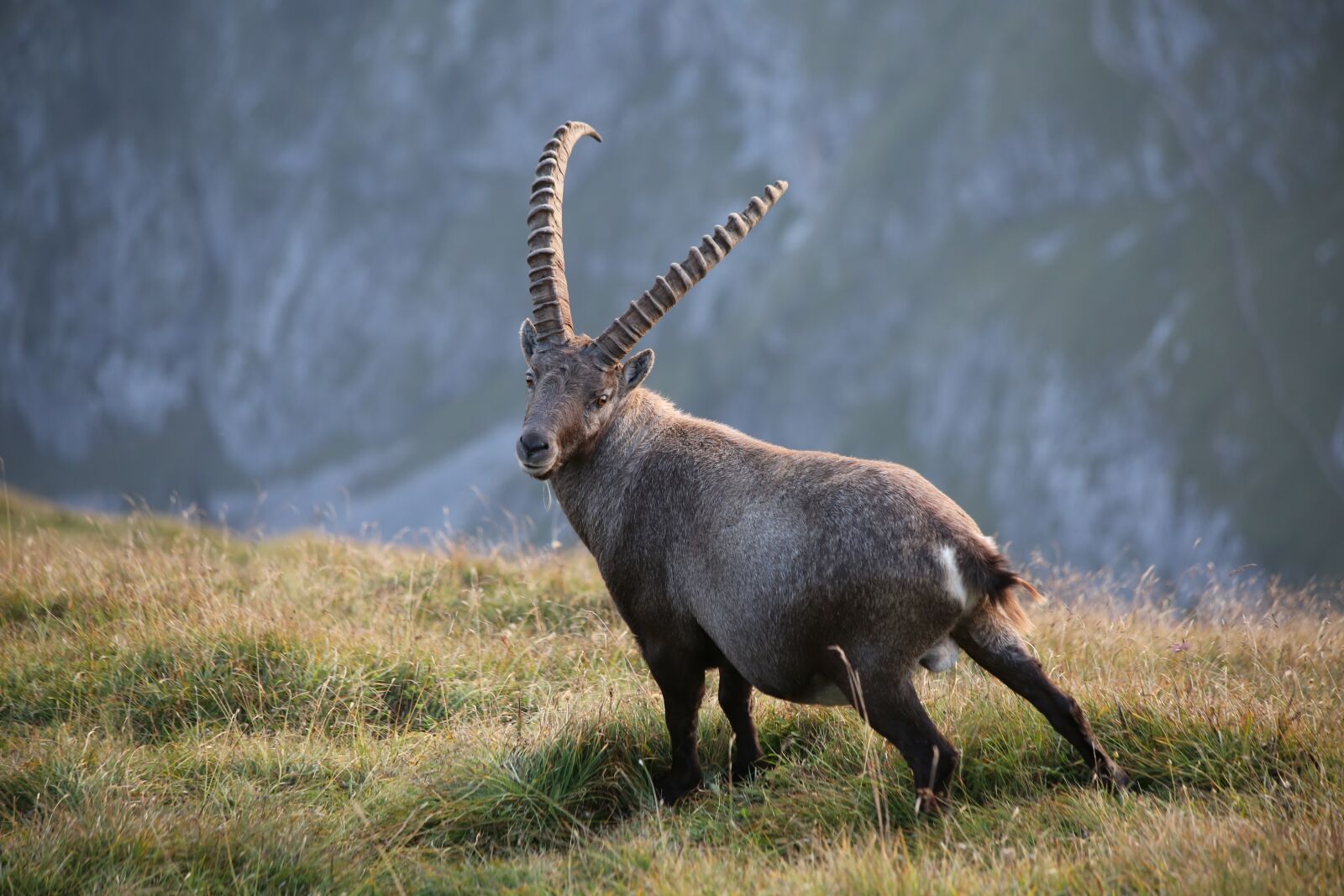 Canon EF 70-300mm F4-5.6 IS USM sample photo. Steinbock, capricorn, ibex photography