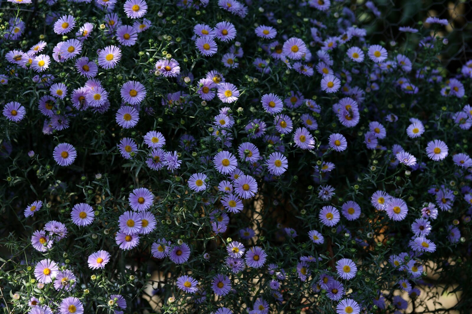 Canon EF-S 60mm F2.8 Macro USM sample photo. Flowers, mov, autumn photography