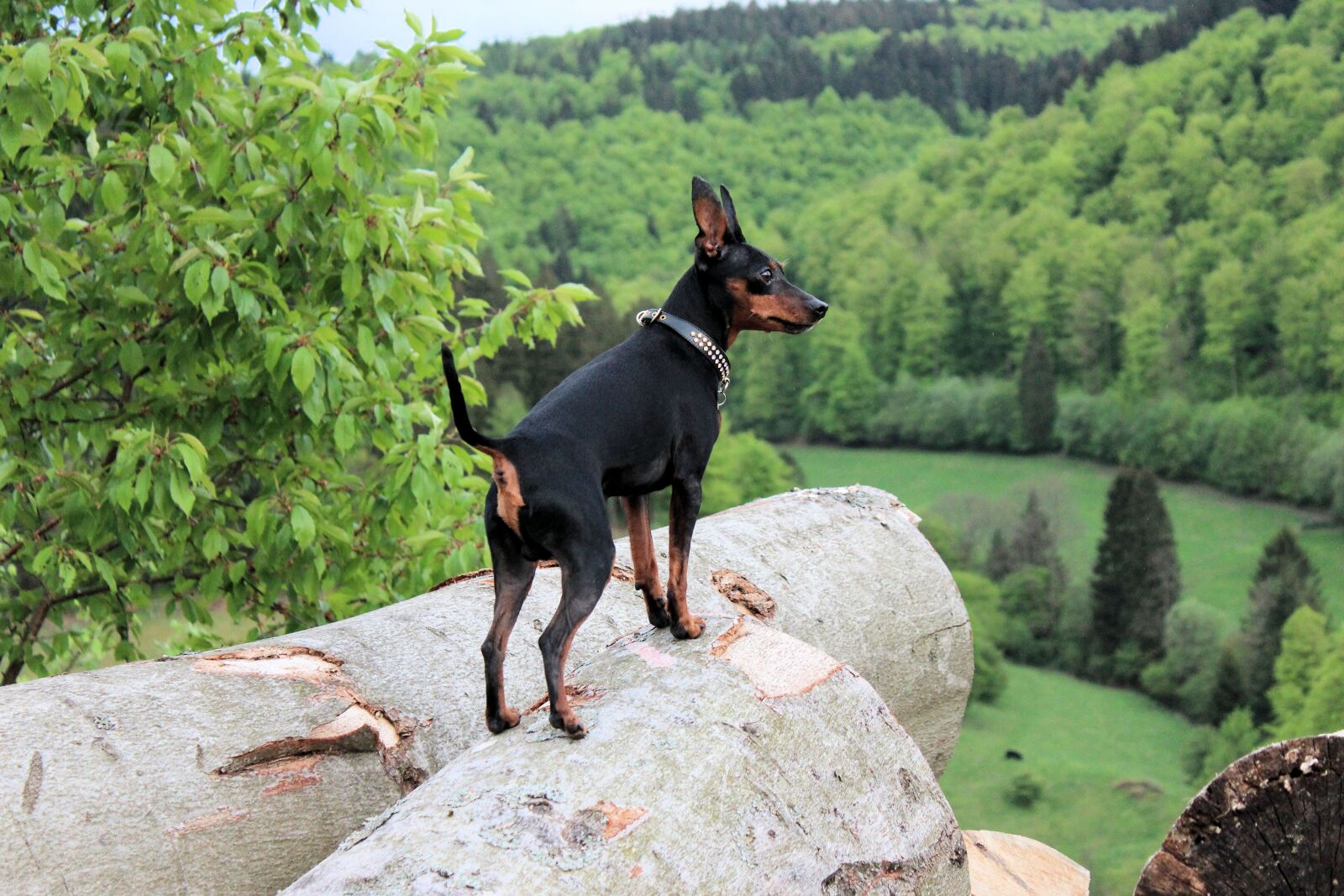 Canon EOS 600D (Rebel EOS T3i / EOS Kiss X5) sample photo. Miniature pinscher, strains, log photography