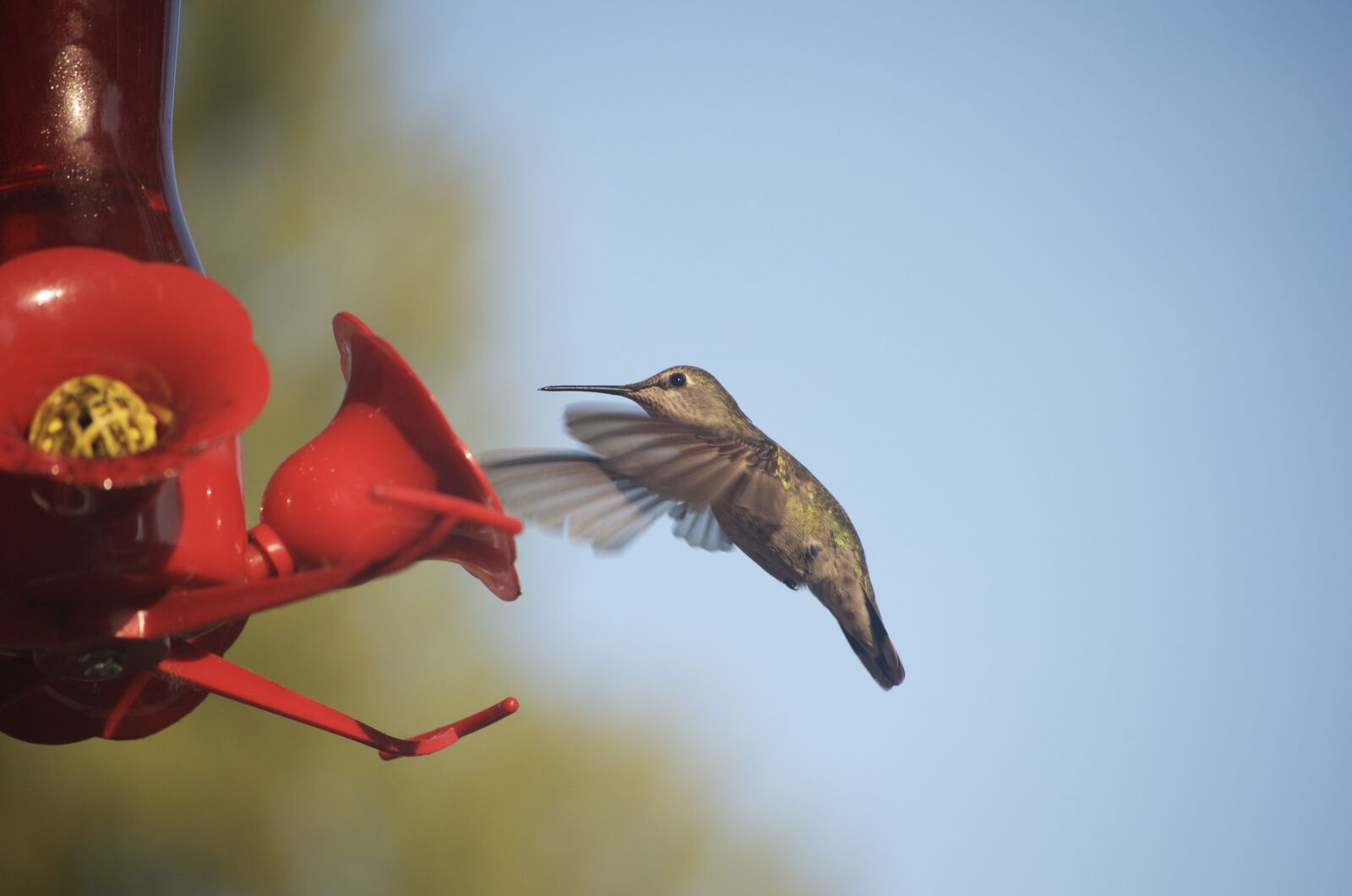 Nikon D5100 sample photo. Hummingbird, nature, nectar photography