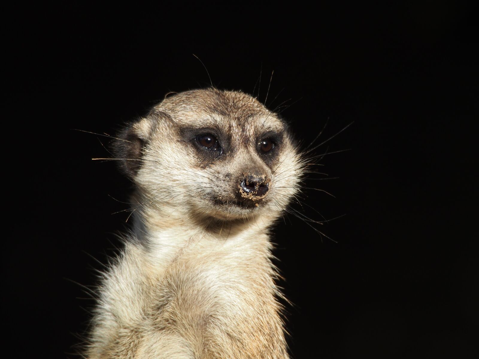 Olympus OM-D E-M5 sample photo. Cute, mammal, animal photography