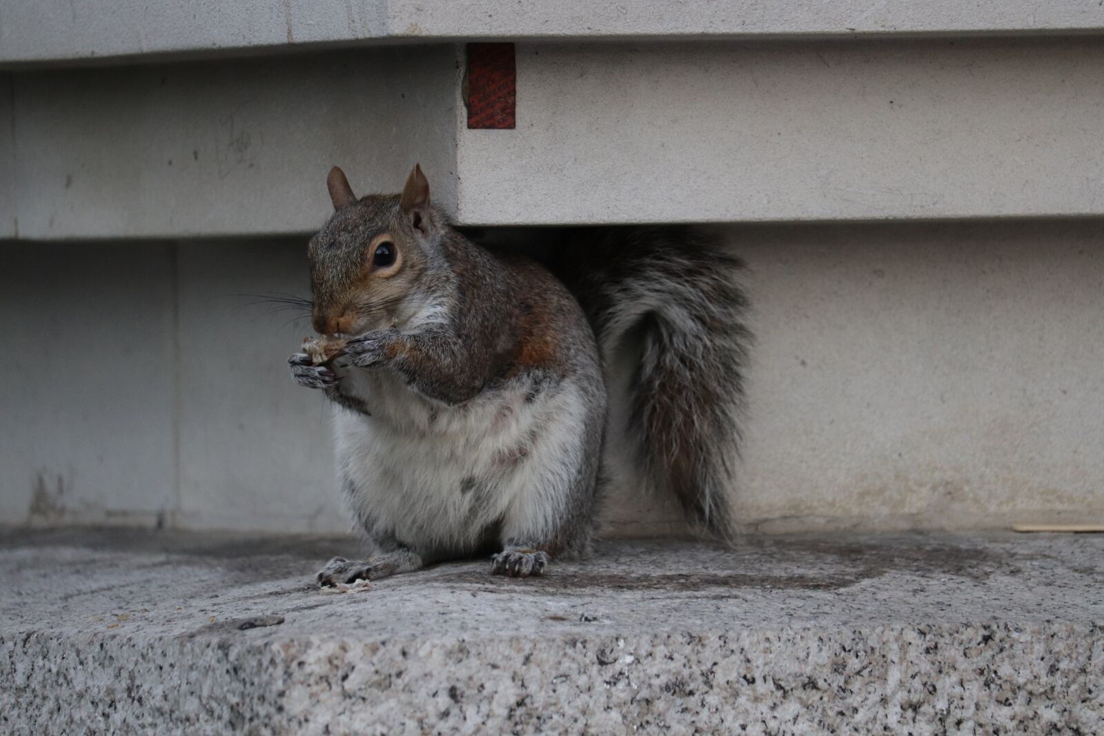Canon EOS 200D (EOS Rebel SL2 / EOS Kiss X9) sample photo. Squirrel, animal, nature photography
