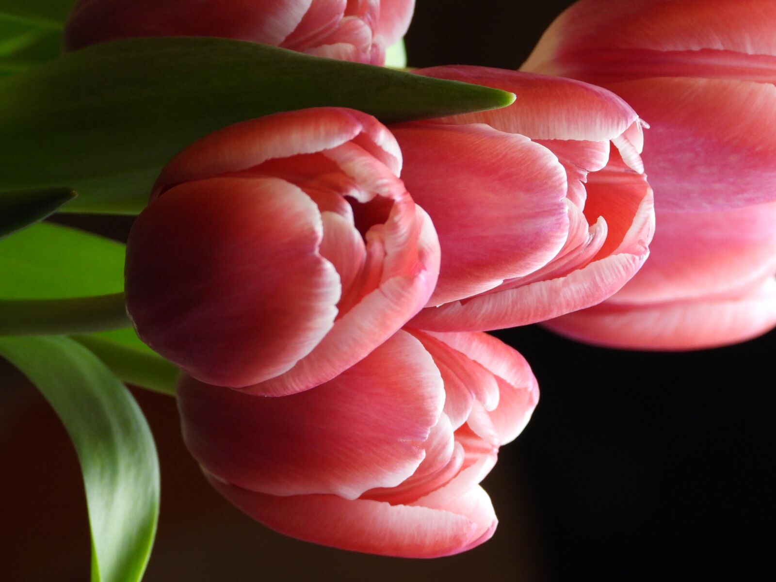 Nikon Coolpix P1000 sample photo. Tulips, flowers, spring photography