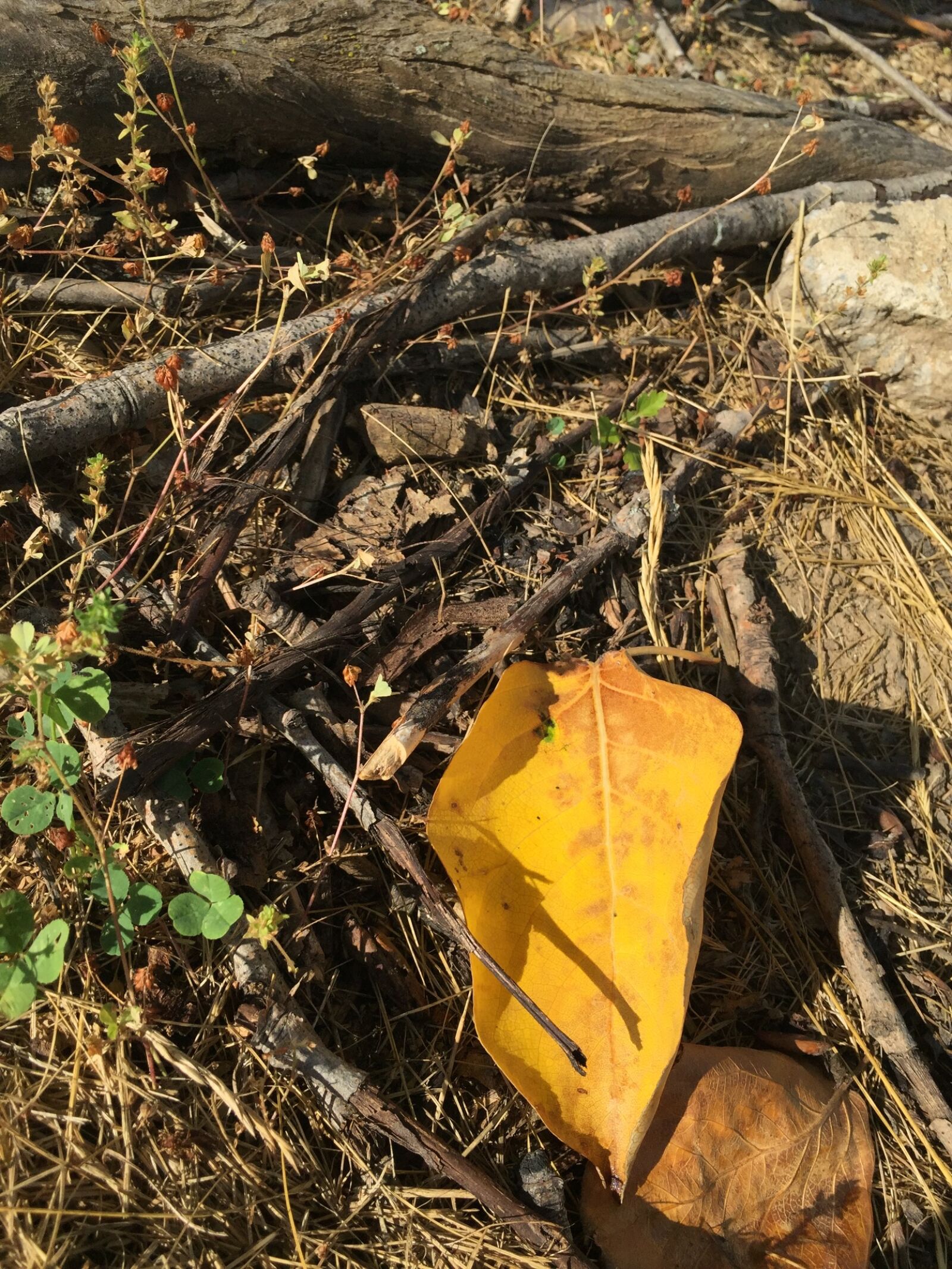 iPhone 6 back camera 4.15mm f/2.2 sample photo