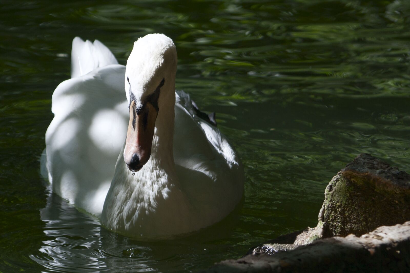 Canon EOS 350D (EOS Digital Rebel XT / EOS Kiss Digital N) sample photo. Swan, beauty, pond photography