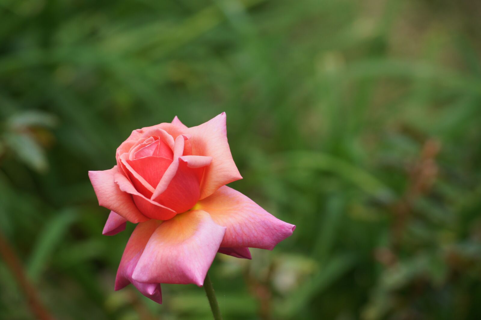 Sony Alpha DSLR-A450 sample photo. Pink, flower, pale pink photography