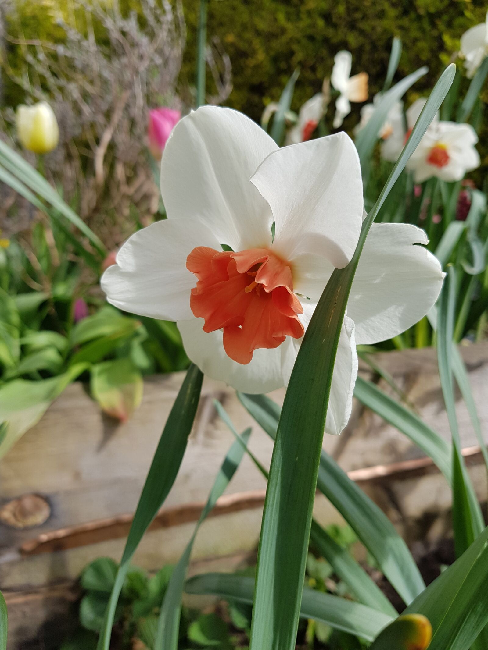 Samsung Galaxy S8+ sample photo. Flower, nature, flora photography