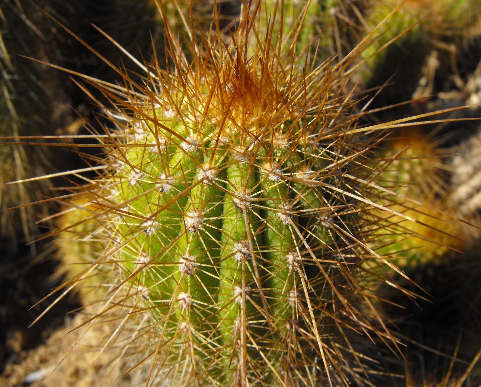 Fujifilm FinePix S1000fd sample photo. Cactus, red torch, plant photography
