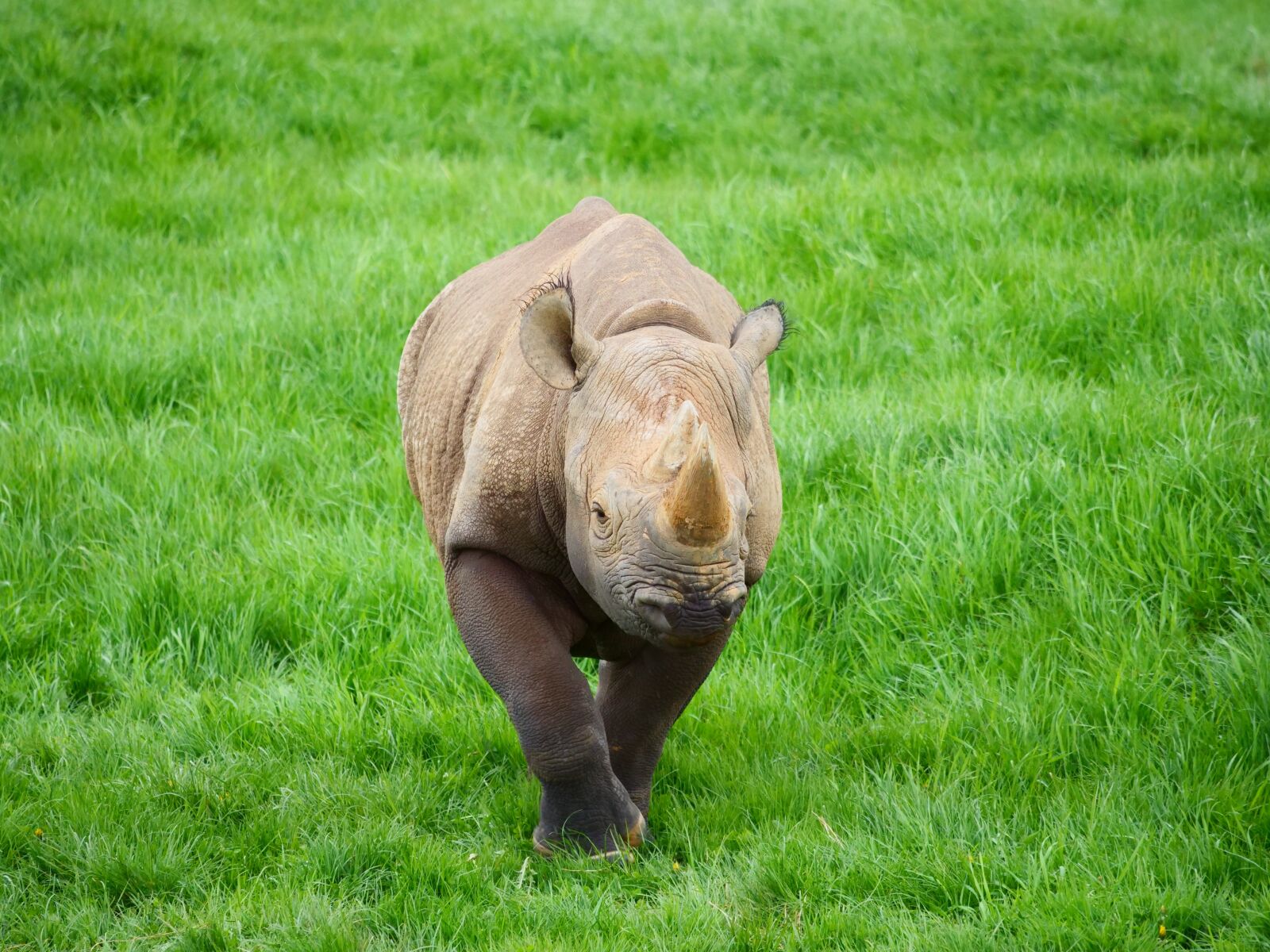 Panasonic Lumix DC-G9 sample photo. Rhino, rhinoceros, nature photography
