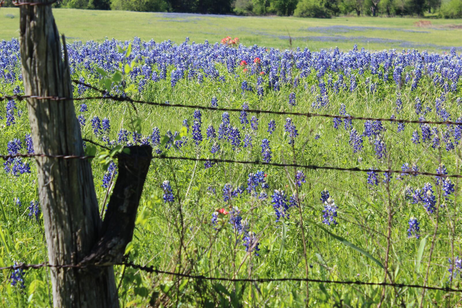 Canon EOS 600D (Rebel EOS T3i / EOS Kiss X5) sample photo. Bluebonnets, fence, nature photography