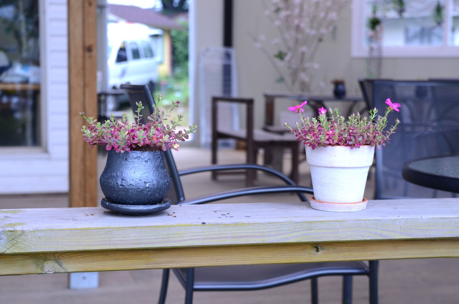 Nikon D7000 sample photo. Flowers, potted plant, bonsai photography