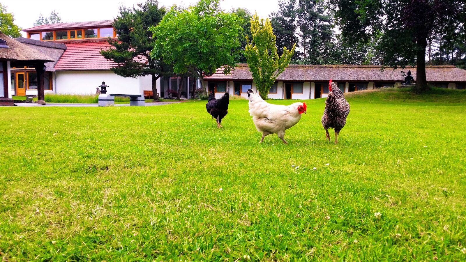 Samsung Galaxy S4 sample photo. Germany, huhner, roosters photography