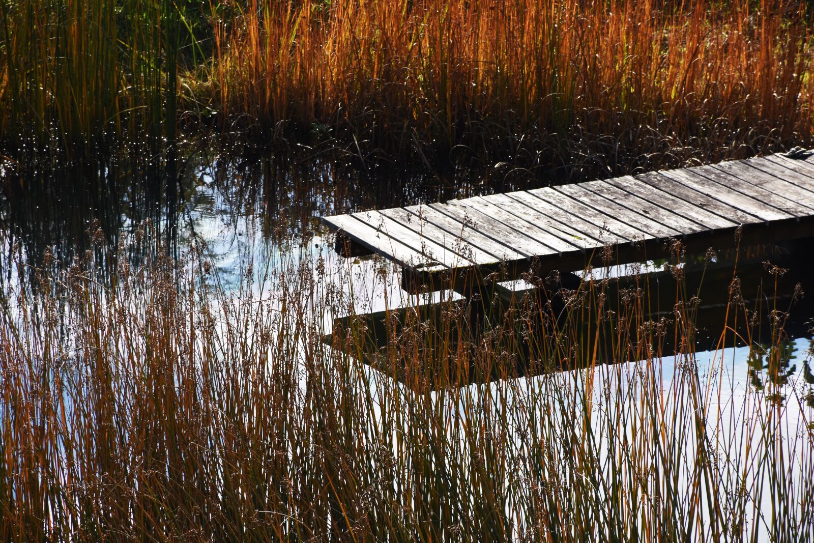 Nikon D7200 sample photo. Web, pond, water photography