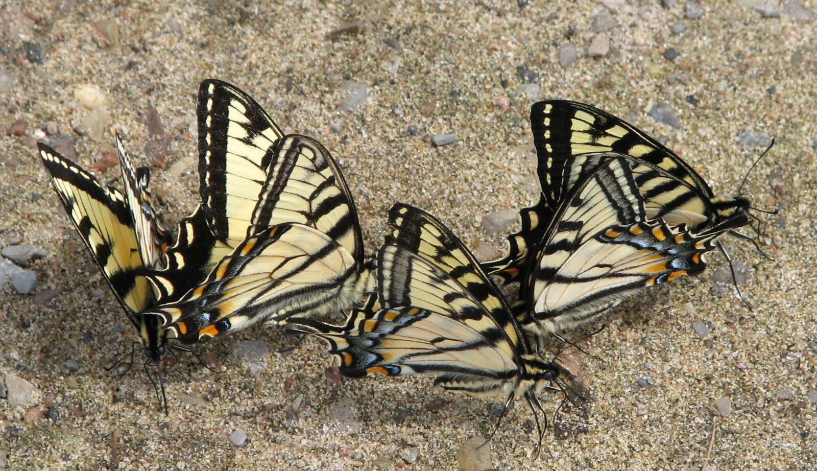 Canon POWERSHOT S5 IS sample photo. Canadian tiger swallowtail, papilio photography