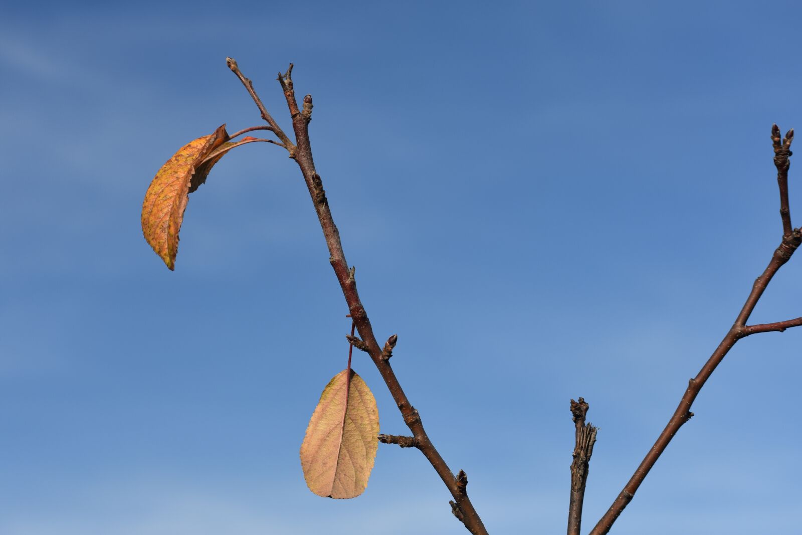 Nikon D3400 sample photo. Autumn, apple tree, sheet photography