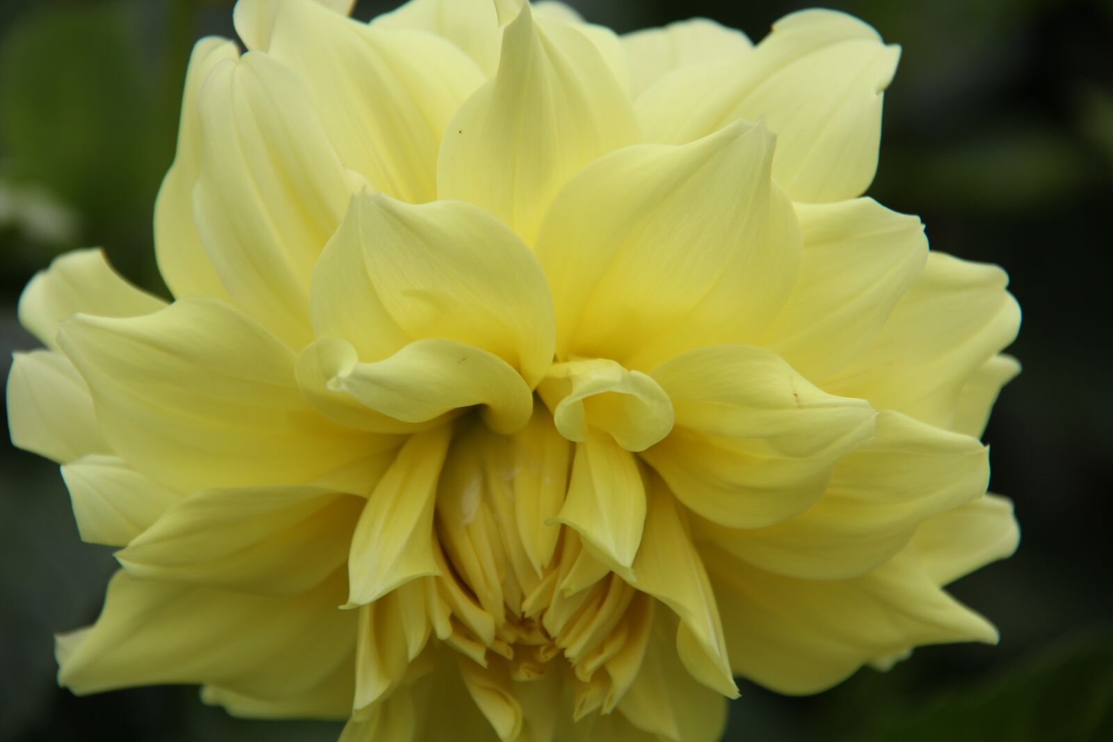 Canon EF-S 18-200mm F3.5-5.6 IS sample photo. Flower, yellow, macro photography