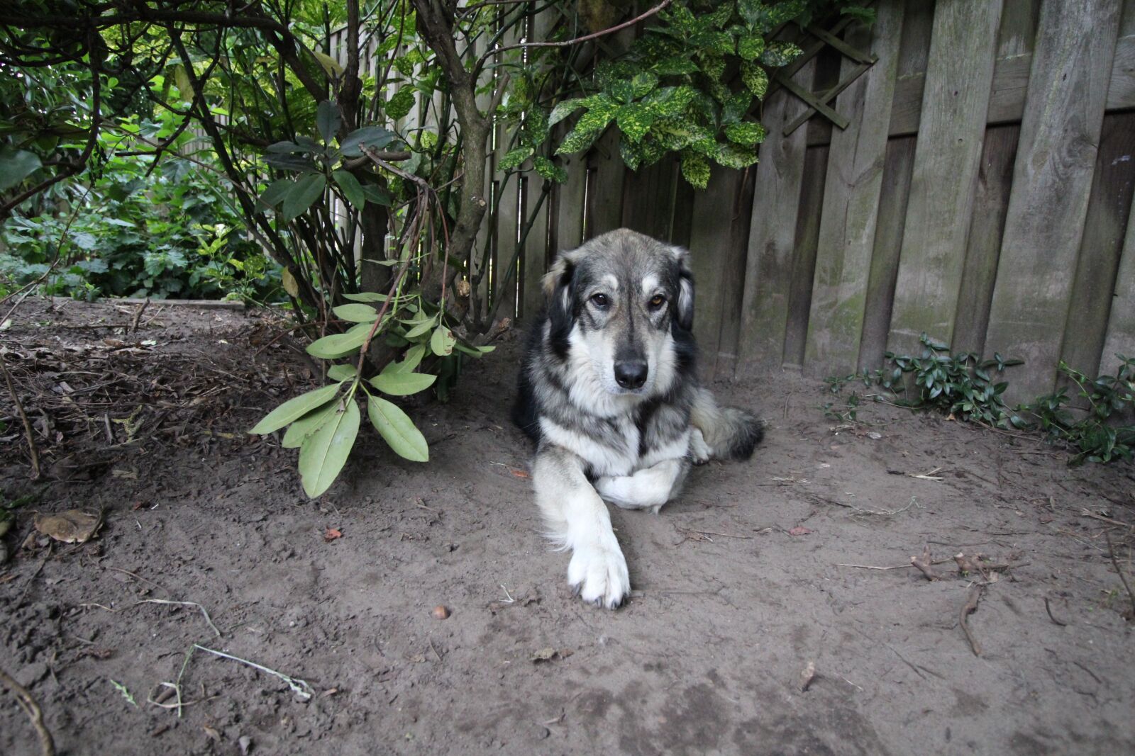 Canon EOS 1200D (EOS Rebel T5 / EOS Kiss X70 / EOS Hi) sample photo. Carpathian, shepherd, dog photography