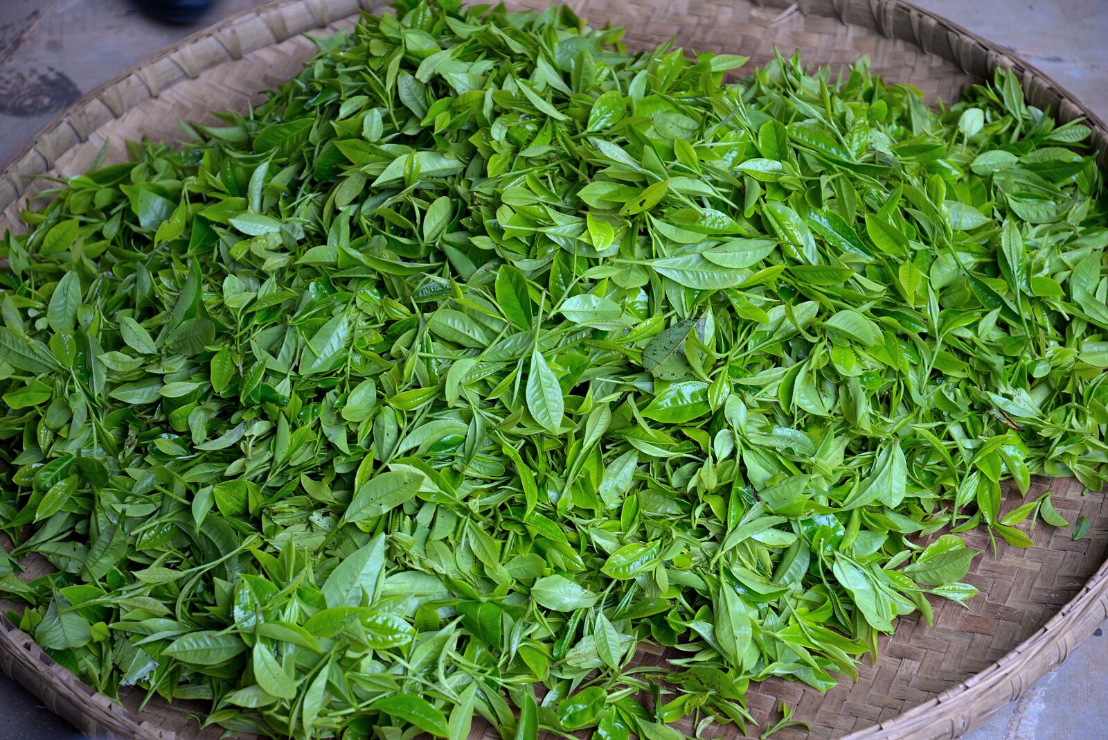 Nikon D610 sample photo. Tea leaves, green tea photography