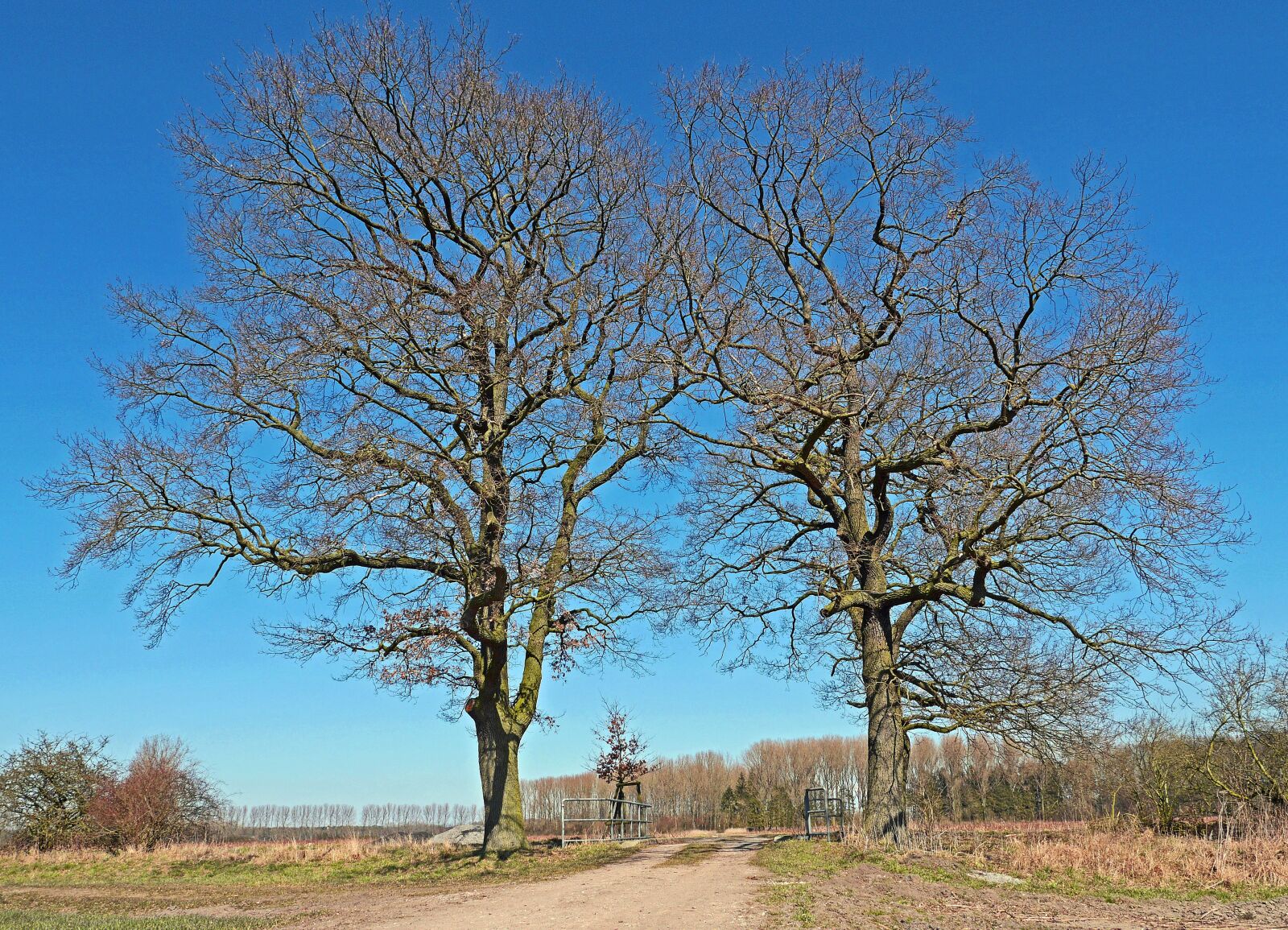 Panasonic Lumix DMC-GH3 sample photo. Oak, solitaire, wintry photography