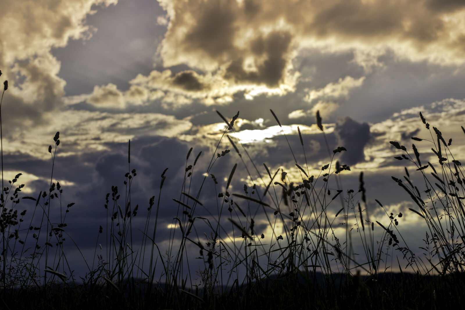 Canon EOS 6D + Canon EF 50mm F1.4 USM sample photo. Clouds, corn, evening, sun photography