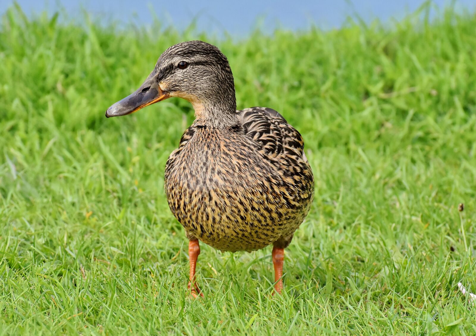 Nikon D7200 sample photo. Mallard, cute, nature photography