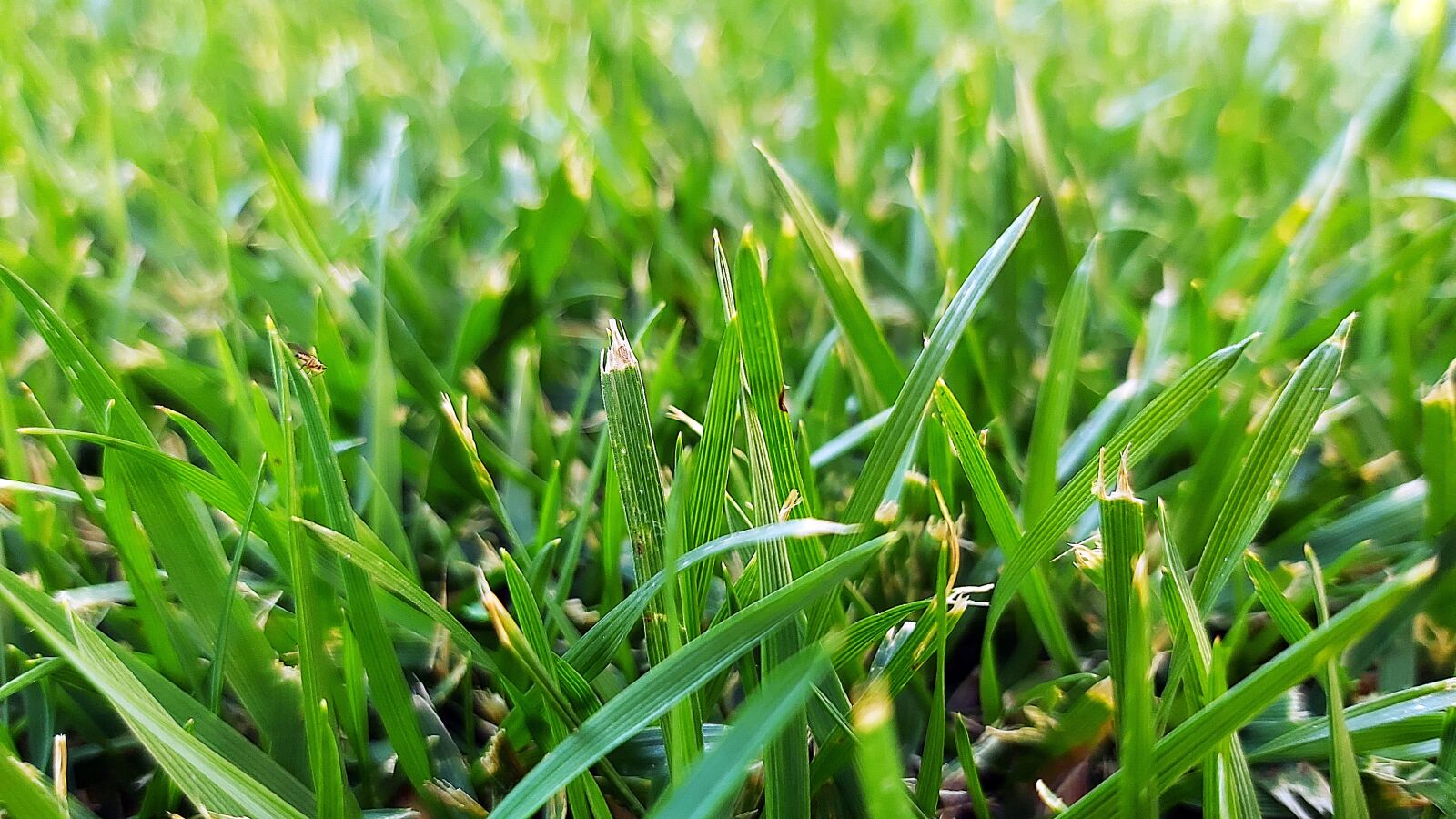 Samsung Galaxy A70 sample photo. Grass, green, garden photography