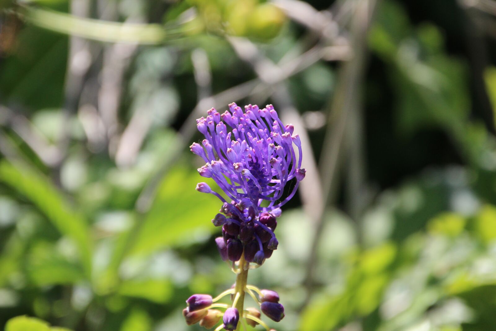 Canon EOS 600D (Rebel EOS T3i / EOS Kiss X5) sample photo. Flower, wild flower, purple photography