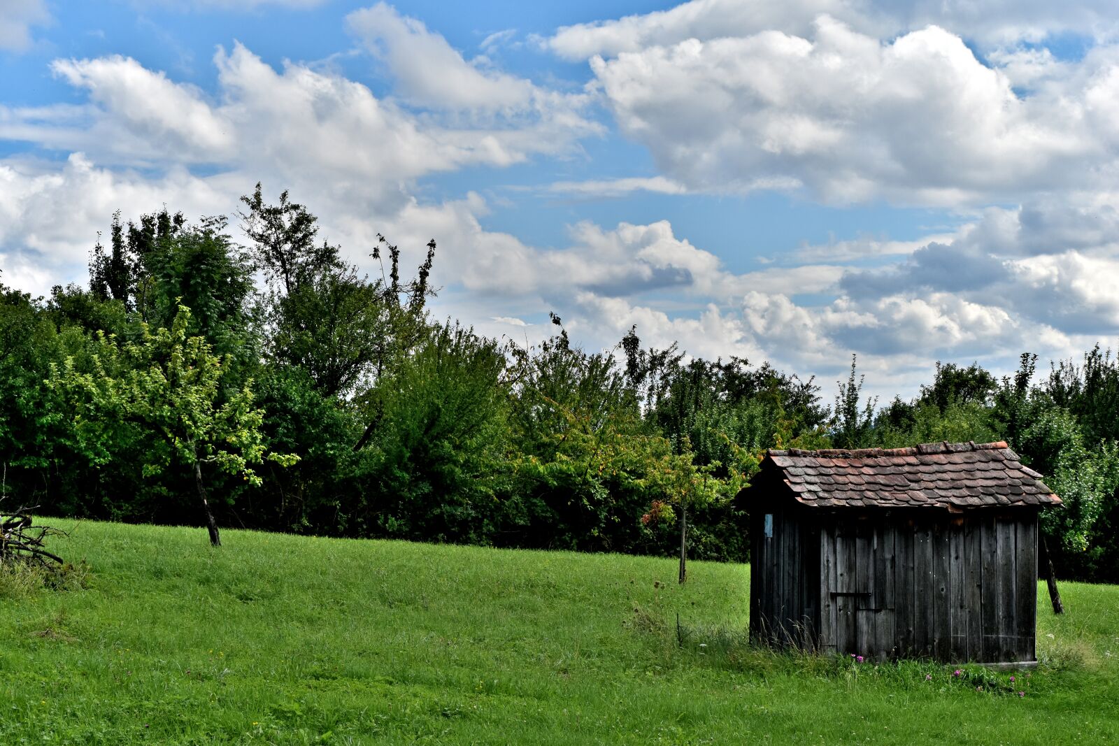Nikon D5500 sample photo. Sky, cloud, tree photography