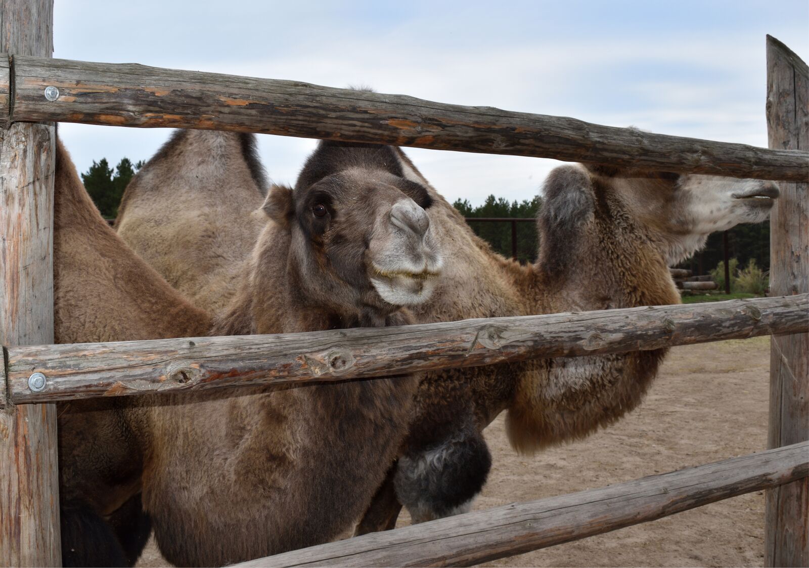 Nikon D5600 sample photo. Camel, bactrian camel, zoo photography