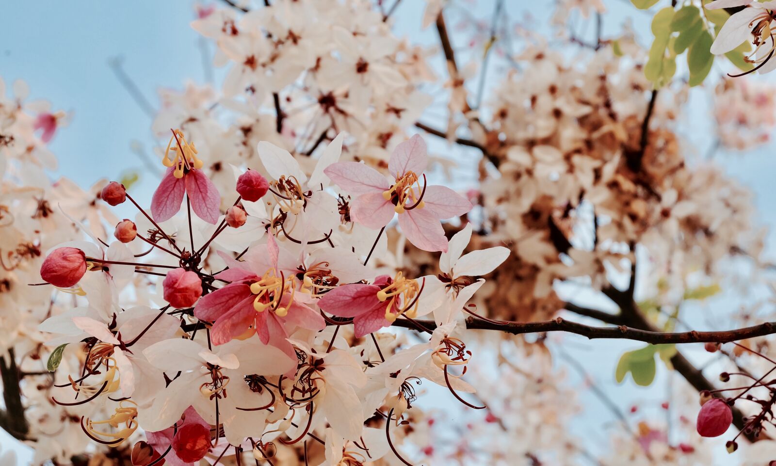 Fujifilm X-A2 + Fujifilm XC 16-50mm F3.5-5.6 OIS II sample photo. Sakura, flowers, pink photography