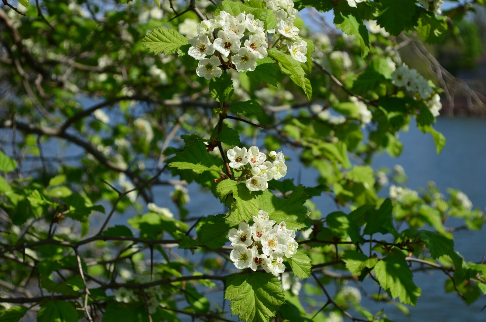 Nikon D5100 sample photo. Flowers, spring, flora photography