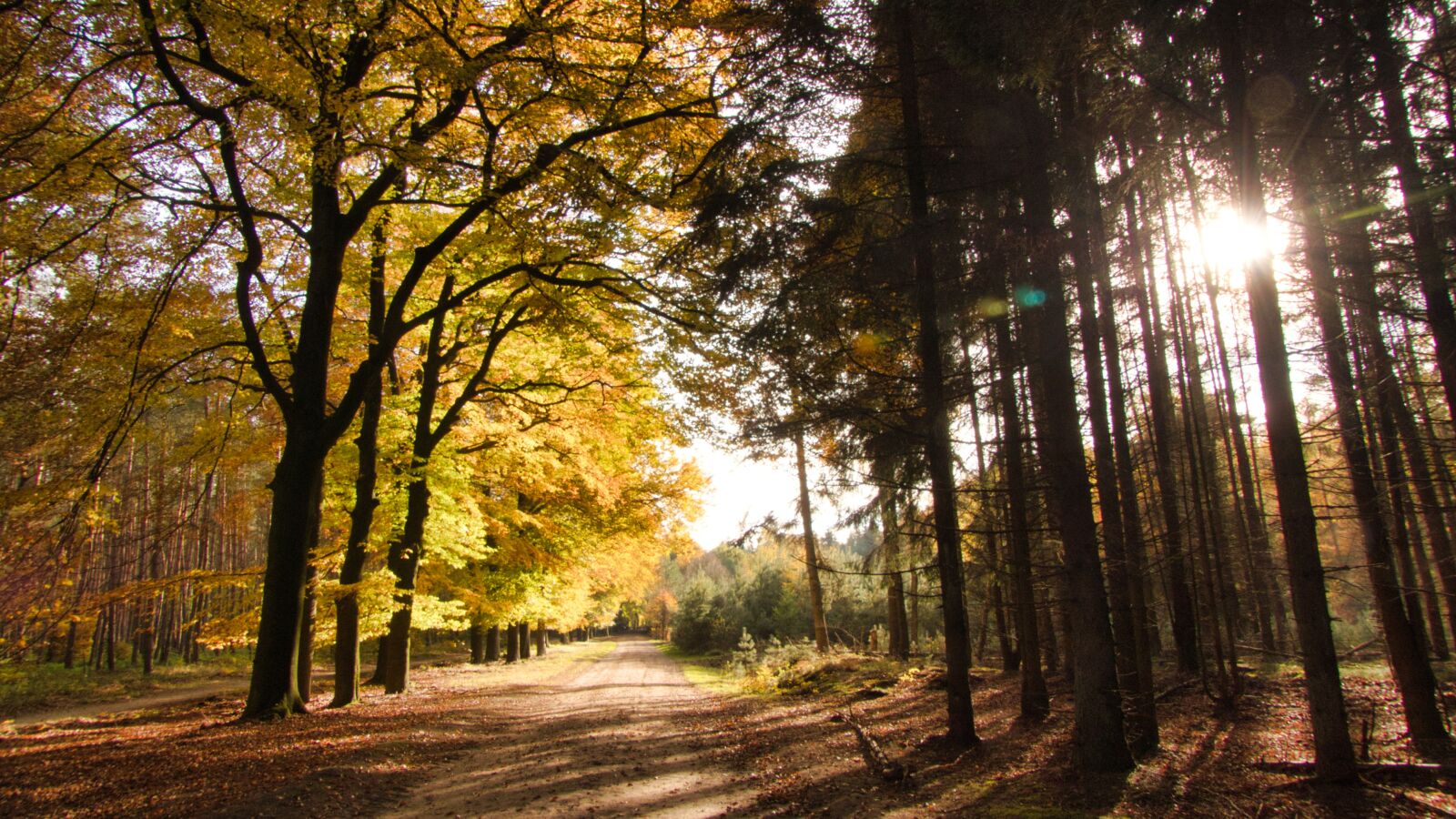 Panasonic Lumix DMC-FZ300 sample photo. Autumn, nature, forest photography
