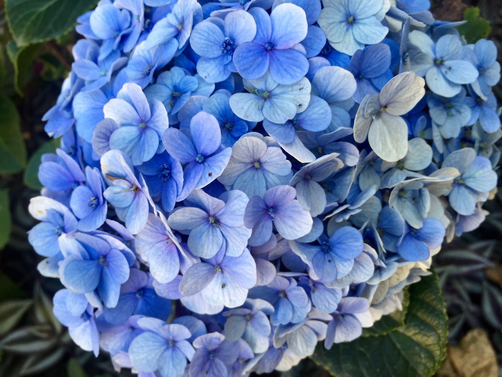 Apple iPhone 6 sample photo. Hydrangea, blue, petals photography