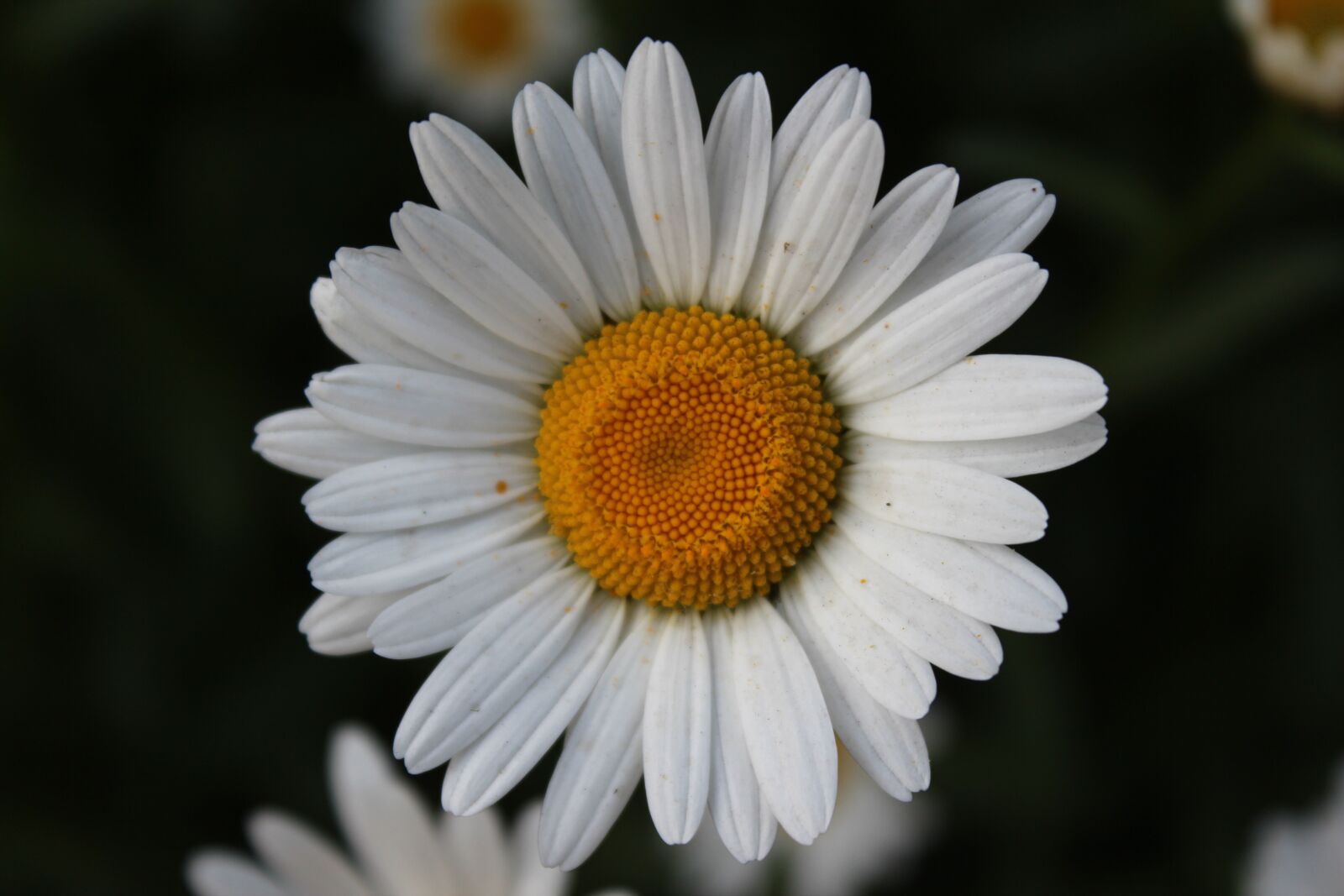 Canon EOS 600D (Rebel EOS T3i / EOS Kiss X5) sample photo. Daisy, flower, flora photography