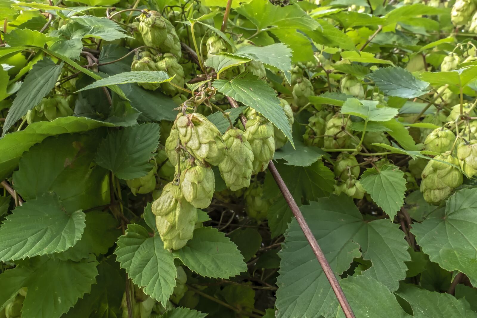 Olympus OM-D E-M5 II + Olympus M.Zuiko Digital ED 12-40mm F2.8 Pro sample photo. Hops, plant, hops flower photography