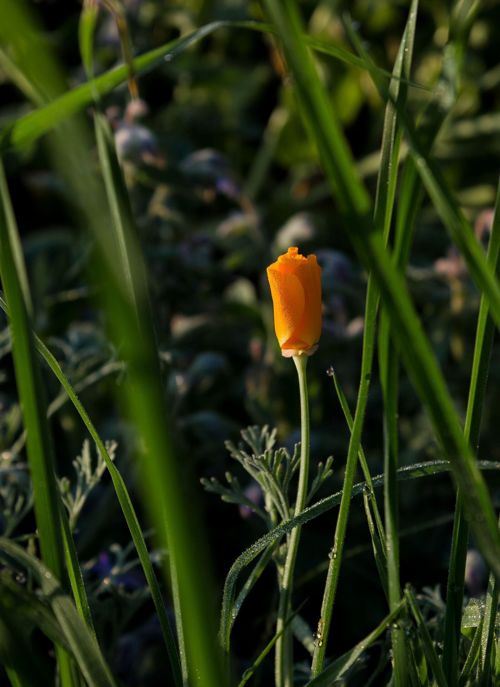 Canon EOS 1100D (EOS Rebel T3 / EOS Kiss X50) sample photo. Flower, morgentau, meadow photography