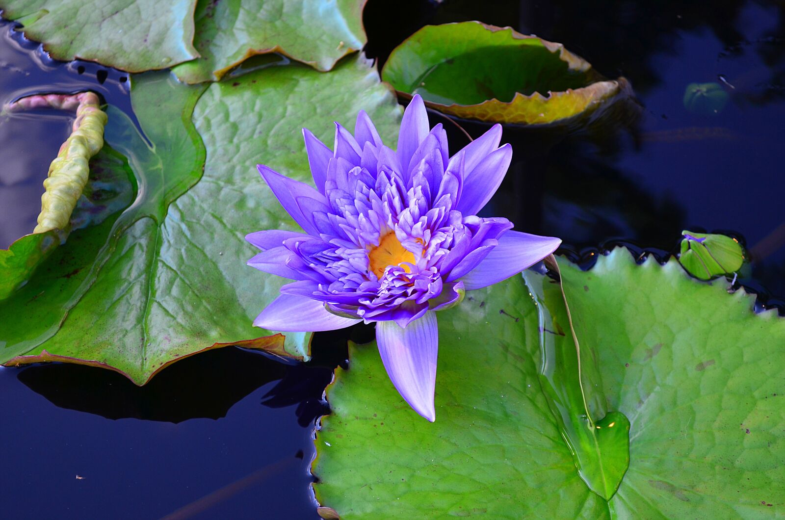 Nikon D5100 sample photo. Plant, water, nature photography