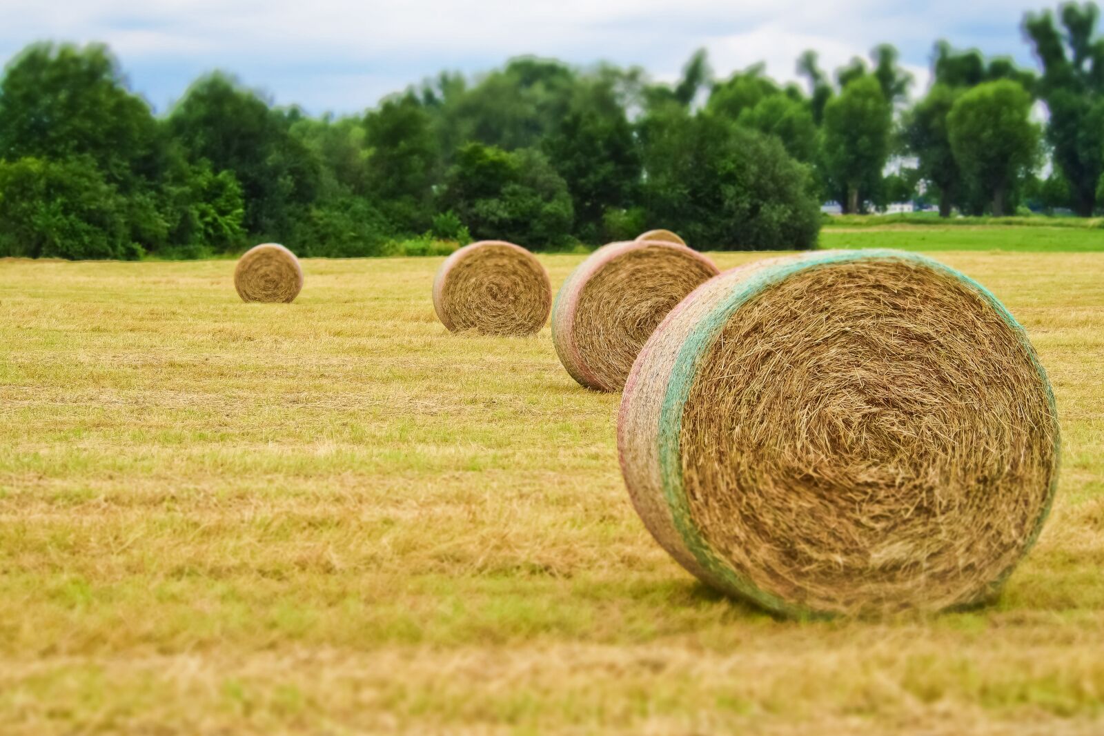 Olympus OM-D E-M10 sample photo. Harvest, field, agriculture photography