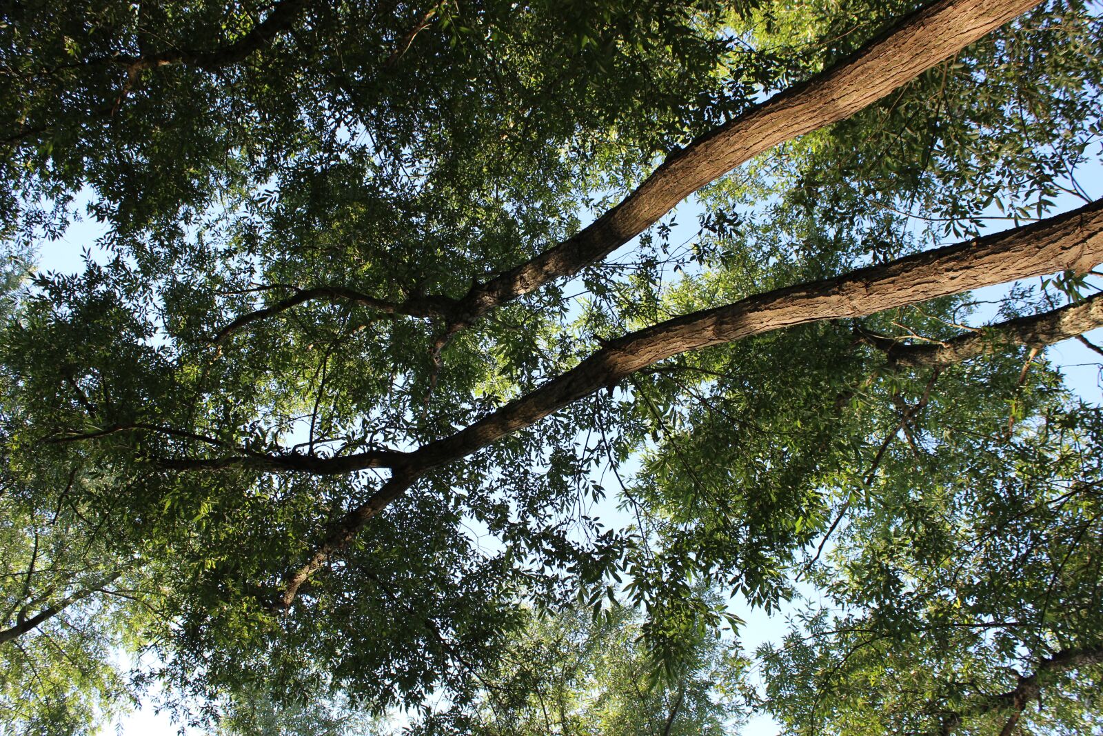 Canon EOS 600D (Rebel EOS T3i / EOS Kiss X5) sample photo. Trees, forest, nature photography