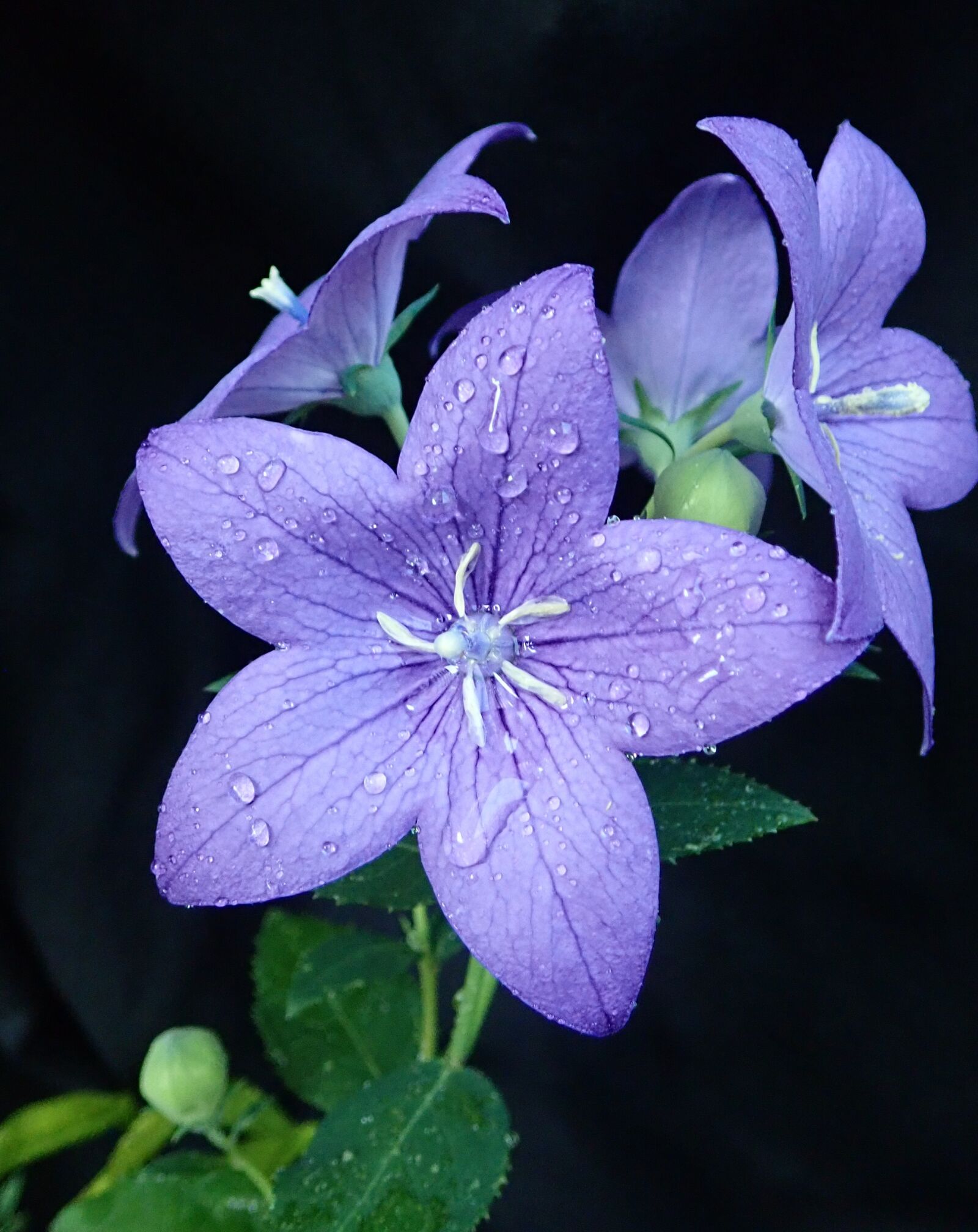 Olympus TG-5 sample photo. Flowers, blue, campanula photography