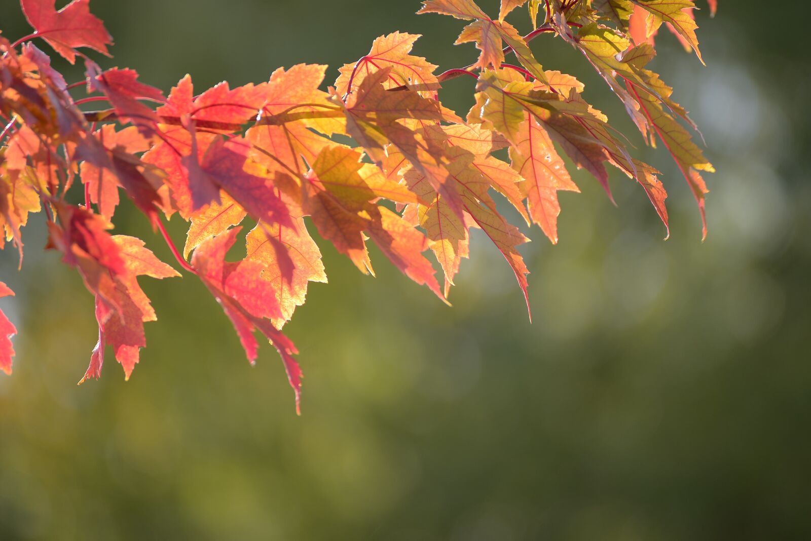 Nikon D800 sample photo. Autumn, maple, colorful photography