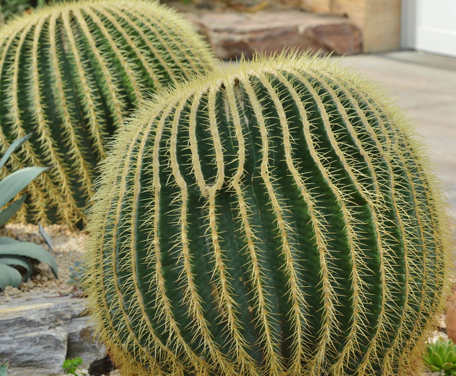 Nikon D3200 sample photo. Cactus, spur, green photography