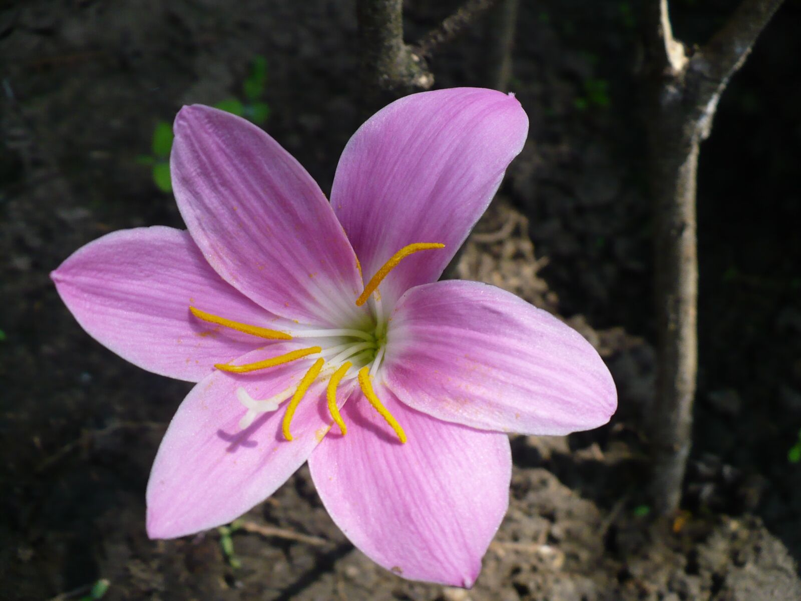 Panasonic DMC-LZ7 sample photo. Spring, purple flower, yellow photography